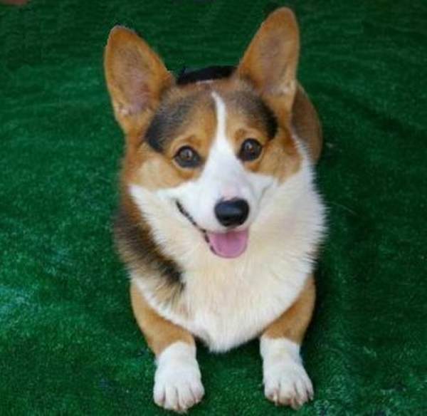 Tri Corgi