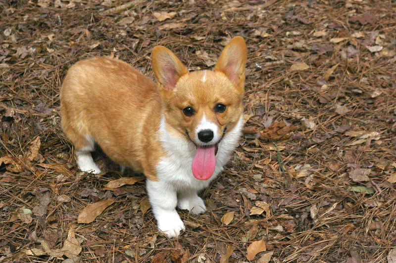 red and white welsh corgi, champion sired