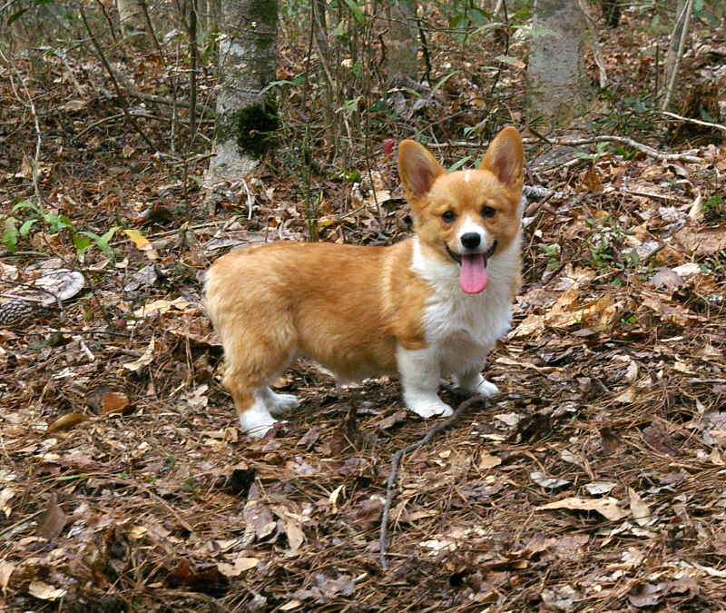 red and white welsh corgi, champion sired