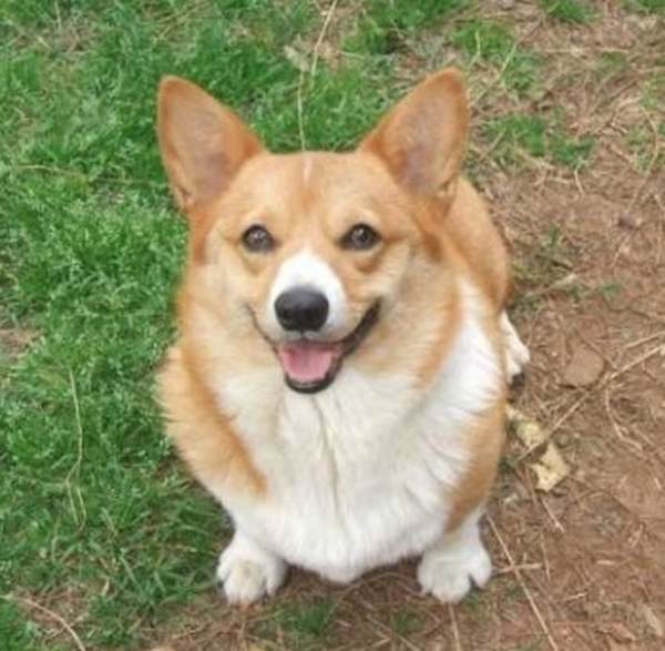 Red Corgi