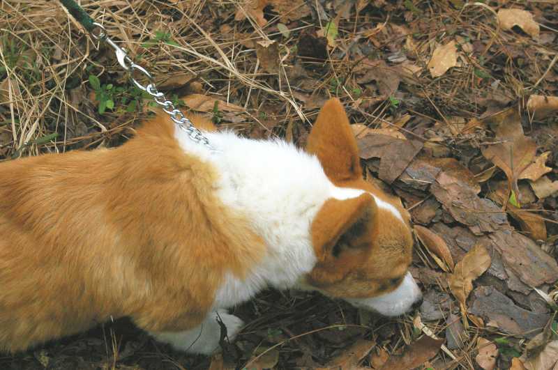 red and white welsh corgi, champion sired